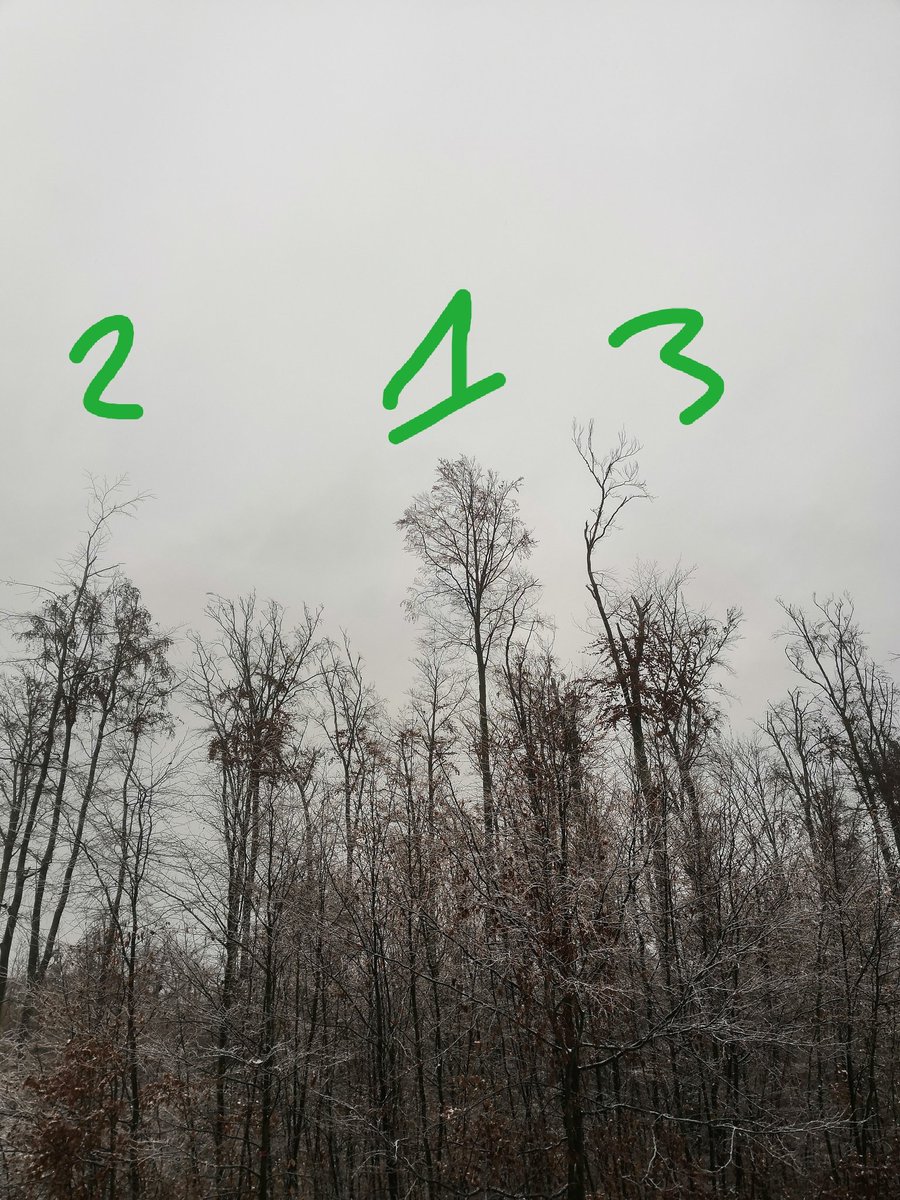 ForstTe's tweet photo. Auf dem Bild sind die verschiedenen Stufen des Absterbens zu erkennen. Von fast keine Anzeichen [1], zu leichten [2] zu starken Anzeichen [3]. Nicht zu erkennen sind die abgeplatzte #Borke und der Befall durch den #Buchenprachtkäfer... https://t.co/A8ftiio3g6