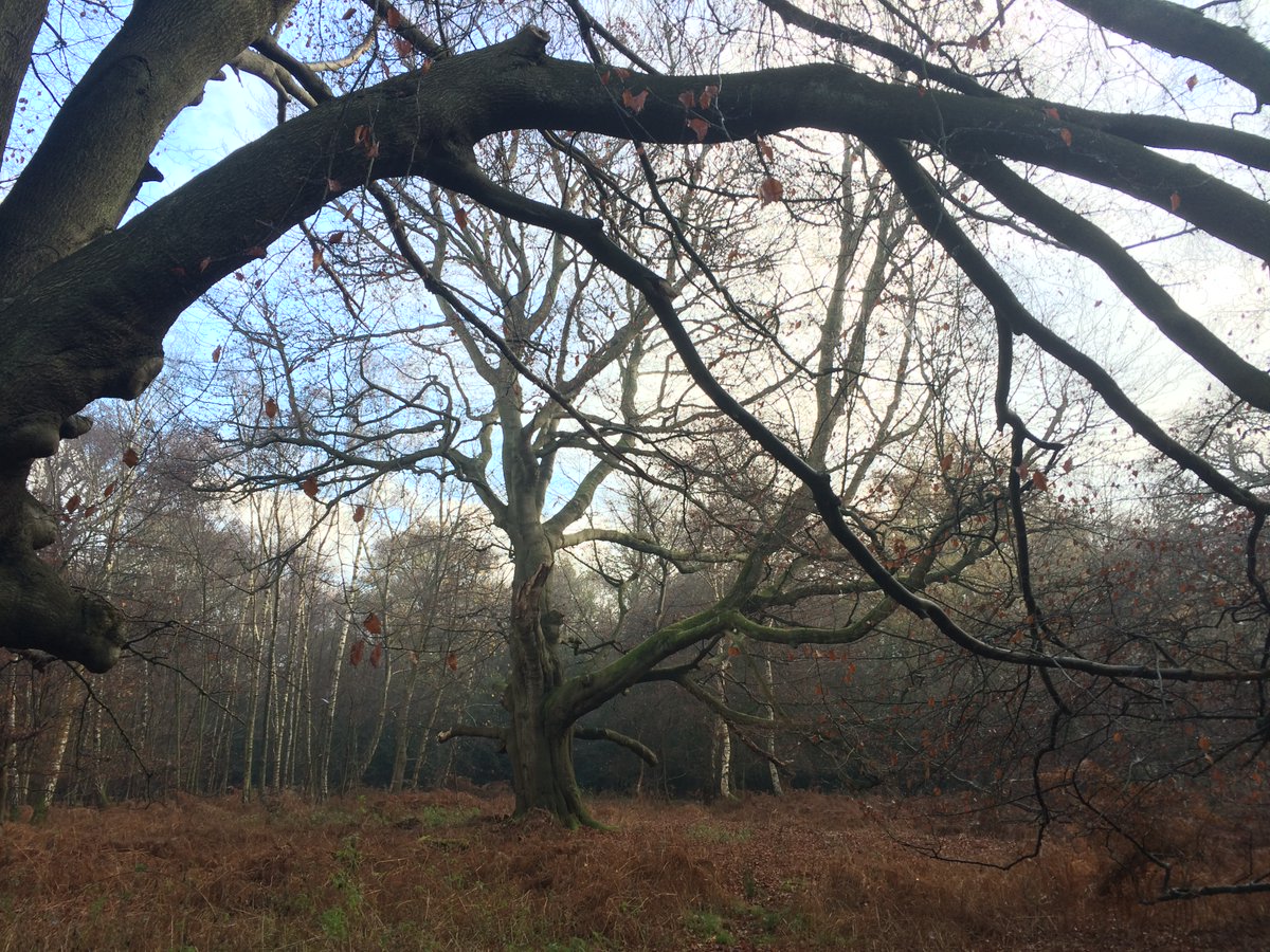 EppingForest365's tweet photo. #EppingForest Tree of the Week #4 

This monumental queen Beech dominates utterly the clearing atop Claypit Hill. Silver Birch courtiers stand in attendance at an awed distance. 

Nominate at #EFTOTW
#NationalTreeWeek https://t.co/kQtKmGWSkP