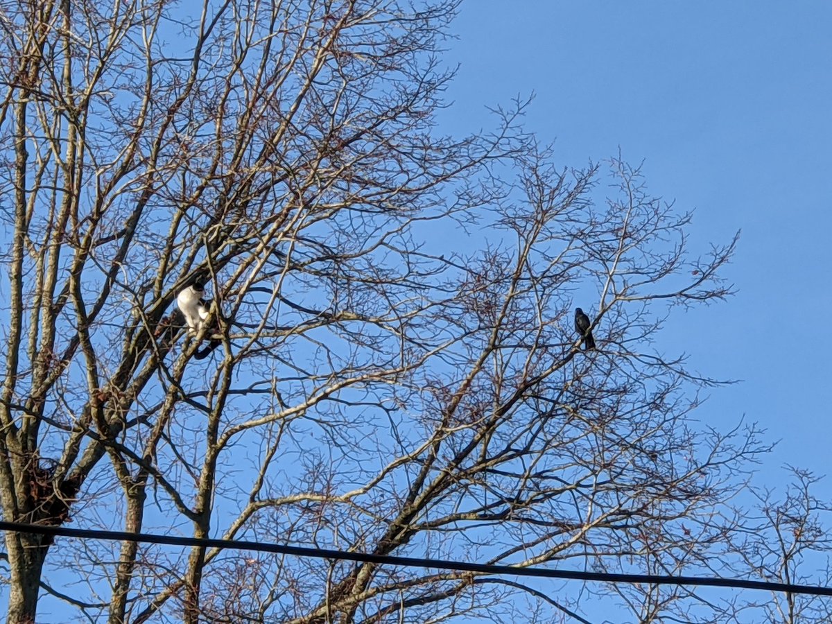 Felix is vexed by a crow