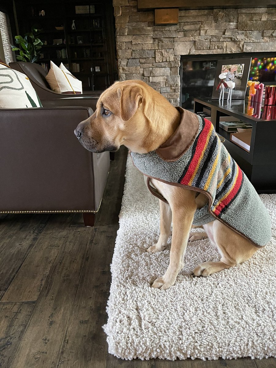 CJ McCollum (@CJMcCollum) on Twitter photo 01/12/2020 17:33:48 Lil Mama ready to go on a walk with her sweater. Princess Fiona 🐕 Lil Mama ready to go on a walk with her sweater. Princess Fiona 🐕