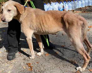 KentAnimal's tweet image. Today is a Most Important Day conta.cc/3loeQy2