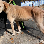 Photo by Kent Animal Shelter (@KentAnimal)