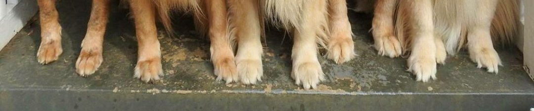 St. Patrick's Paws tweet media