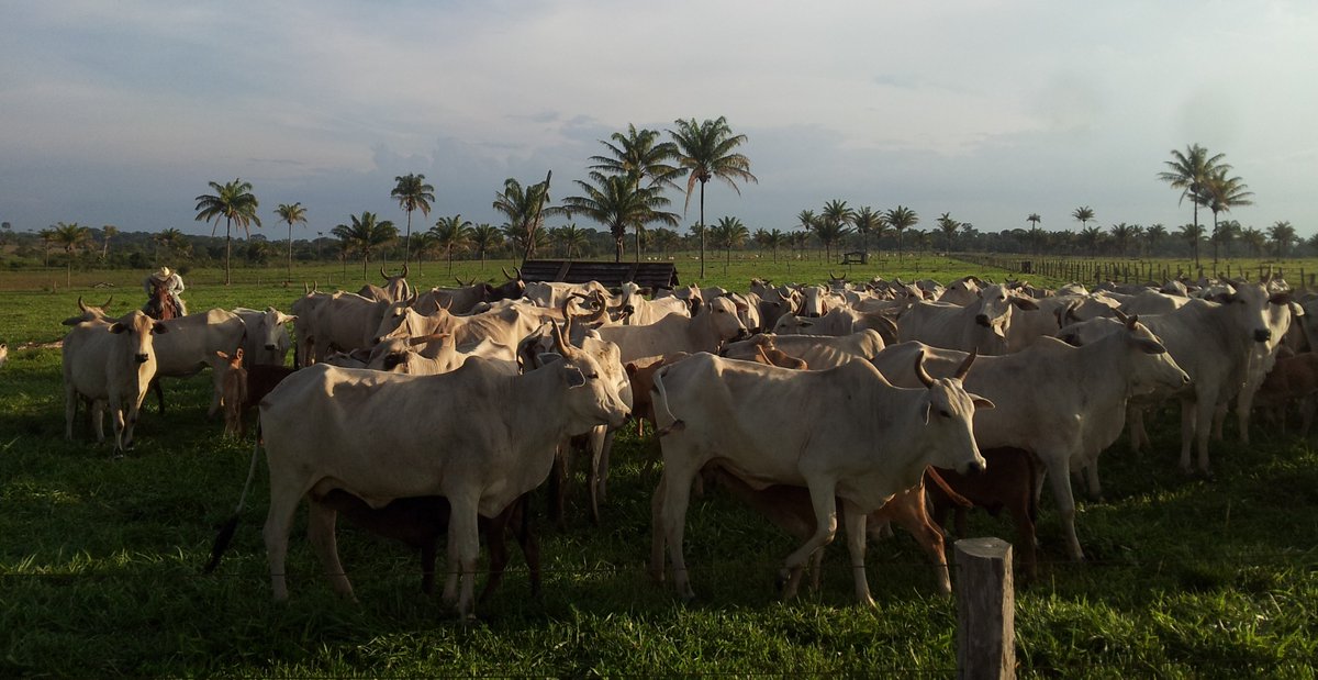 Artigo publicado hoje no  @PNASNews detalha a origem e o risco de desmatamento associado às exportações de carne bovina produzida no Brasil, dados esses disponíveis e atualizados na plataforma da  @TraseEarth