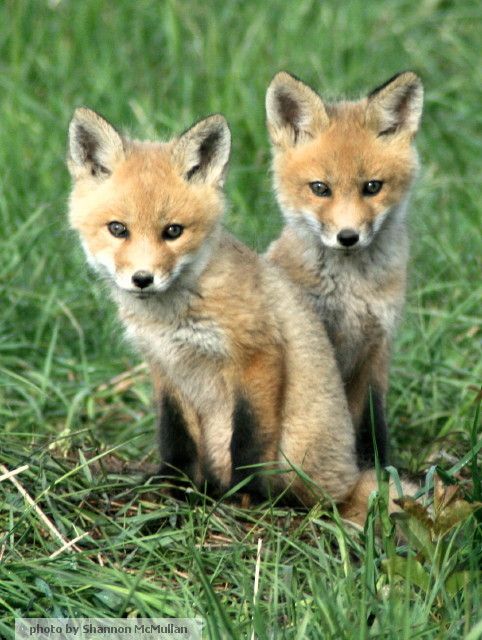 It's not unusual to catch magical moments with wildlife on Manitoulin Island. #nature #manitoulinmagic #photography https://t.co/KVd9HPdEfJ