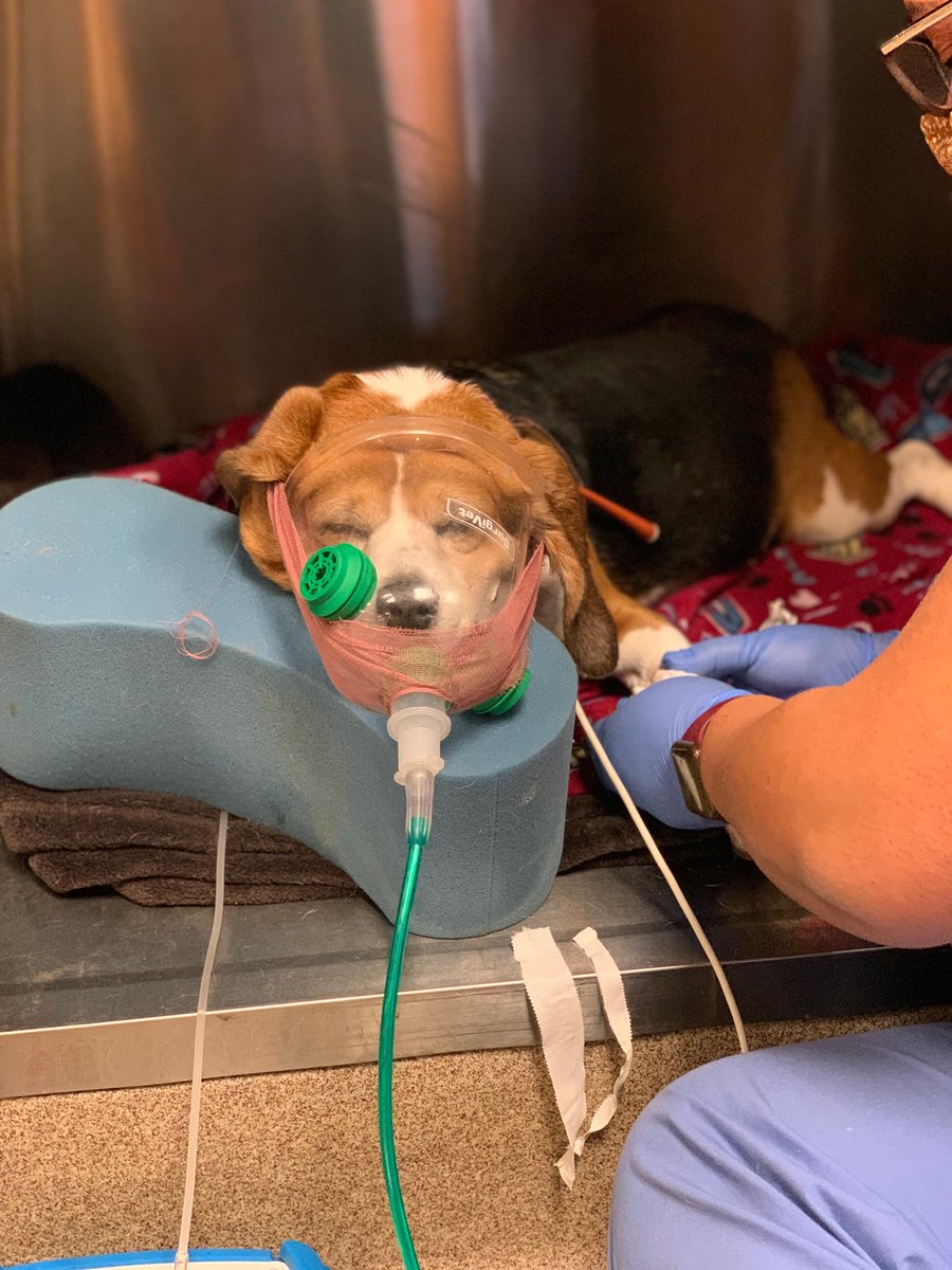 To donate use the donate button on our Instagram, or Facebook. You can also donate at BFP.ORG, or use Venmo or Cash App. Our username is BeagleFreedom everywhere. Thank you! DONATIONS DOUBLED for #GivingTuesday.

2/2.