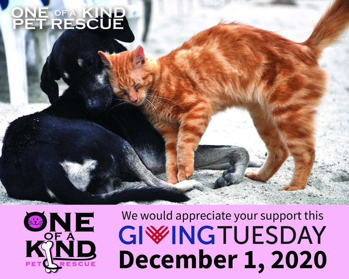 Today is Giving Tuesday! Your donation directly improves the lives of our furry friends at One of a Kind Pet Rescue! Please consider making a donation today: oneofakindpets.com/site/landing-p… From the bottom of our hearts, we thank you!  #adoptdontshop #savehealadopt #givingtuesday