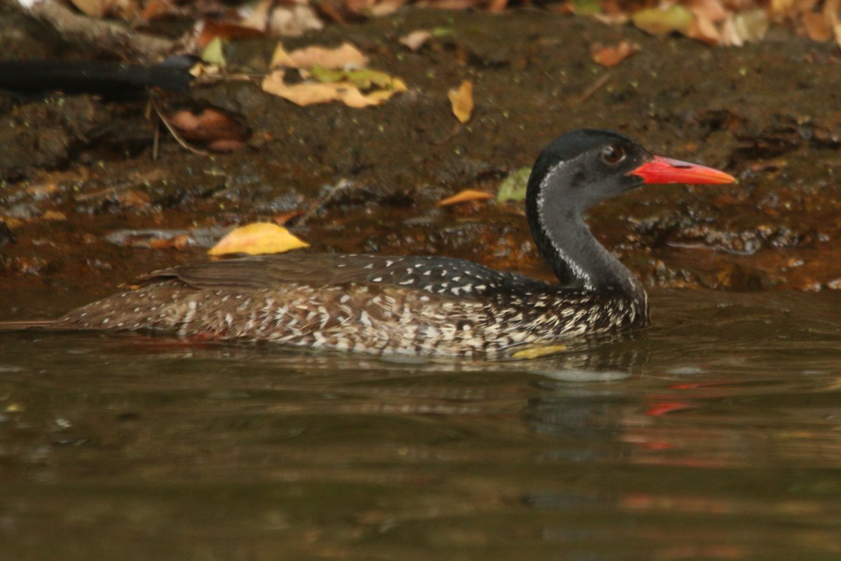 travel_wildlife's tweet photo. For #Advent, we'll be taking a random wander through some of the lesser known, and perhaps less glamorous corners of the #WildlifeTravelling world...

starting with 2 of the 3 members of the shade-loving #Finfoot family

African Finfoot, seen in Uganda &amp; Sungrebe, in Costa Rica https://t.co/wBQn9dROWl