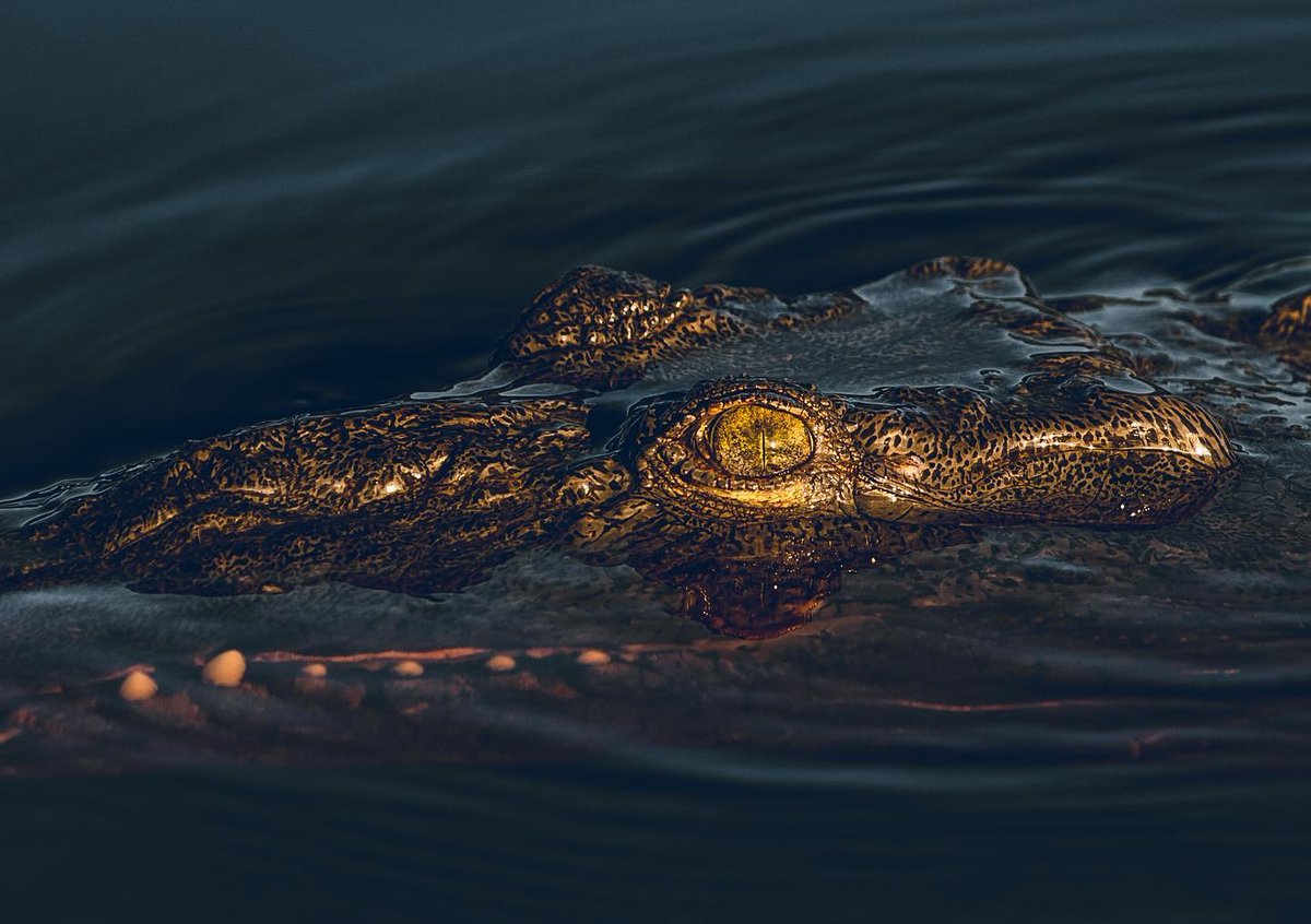 hellsbayboats's tweet photo. Frankie Viola's first trip into the #Everglades backcountry.
"Every single bird and even the American crocodile were sitting in one spot on top of a bait ball that seemed endless. Iβve never been so close to so many different birds before."
( #π· @frankviola3 ) #HBMarquesa https://t.co/Rmxgc0pENa