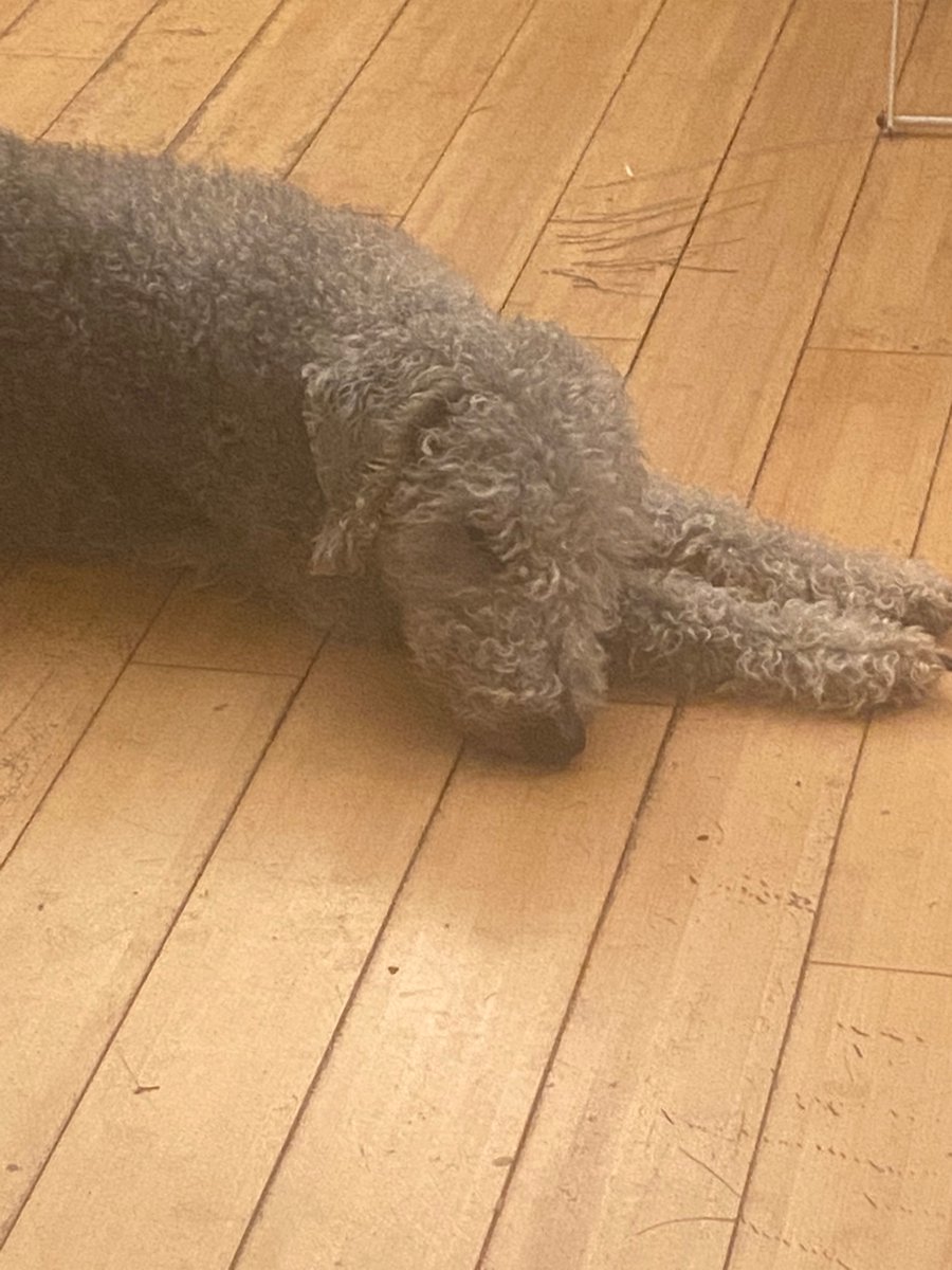 kspeke's tweet photo. @LauraCummingArt Get well soon from Loxley! https://t.co/ypn5JjVjiO