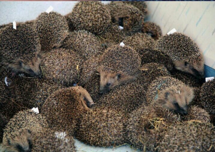 جِيد المعالي tweet media