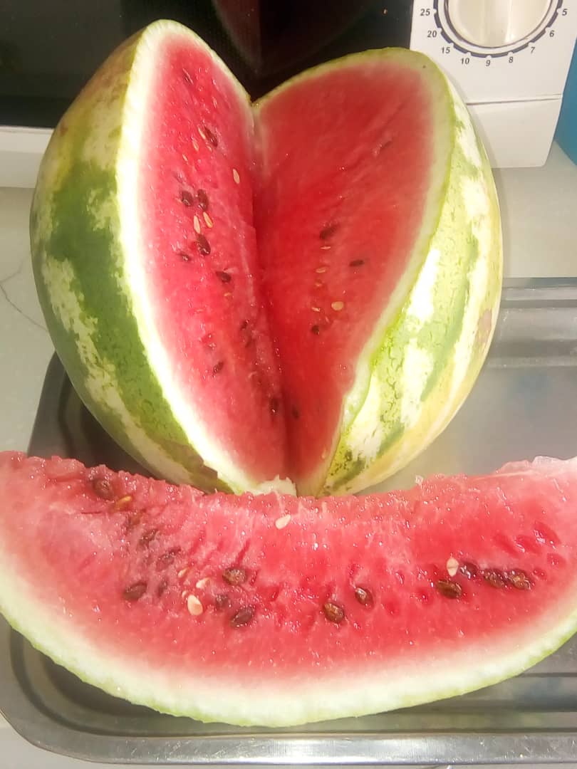 farmbuzz1's tweet photo. #TwitterMusika
A young lady farmer is selling 20 000 watermelons in Harare Marlborough. It is her first time crop. You can get in touch with her on +263 77 514 2502
Your help will be greatly appreciated !!.
#YoungAndFarming https://t.co/c7x2IN8G4q