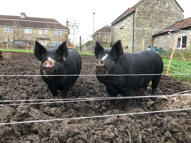We’ve not had a real frost yet, but I’ve a feeling of the year closing. Counting down to the solstice. 

I haven’t mentioned it to them, but my thoughts are turning to chops sizzling in the pan and crackling crunching loud between my teeth.

#christmas #berkshirepigs