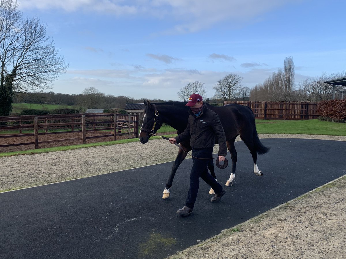 olicurl's tweet photo. @LycettsInsure @ShadwellStud @Tweenhills Stallions all looking a million in the winter sun #knowyourworld https://t.co/1KpsIm1lUp