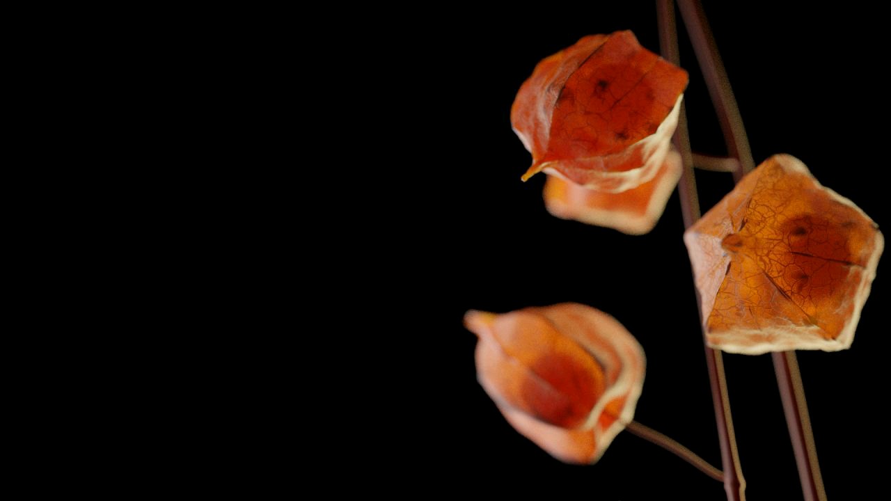 Natalia Czaja on Twitter "CHINESE LANTERN PLANT Modeled in Blender 2