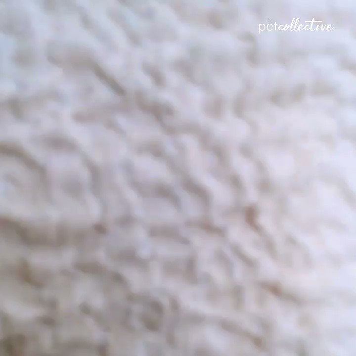 RuffinsPet's tweet photo. Caption this kitten moment! https://t.co/as5wrSMJMm let us see your best captions down in the comments below! https://t.co/Wlu324TCrI