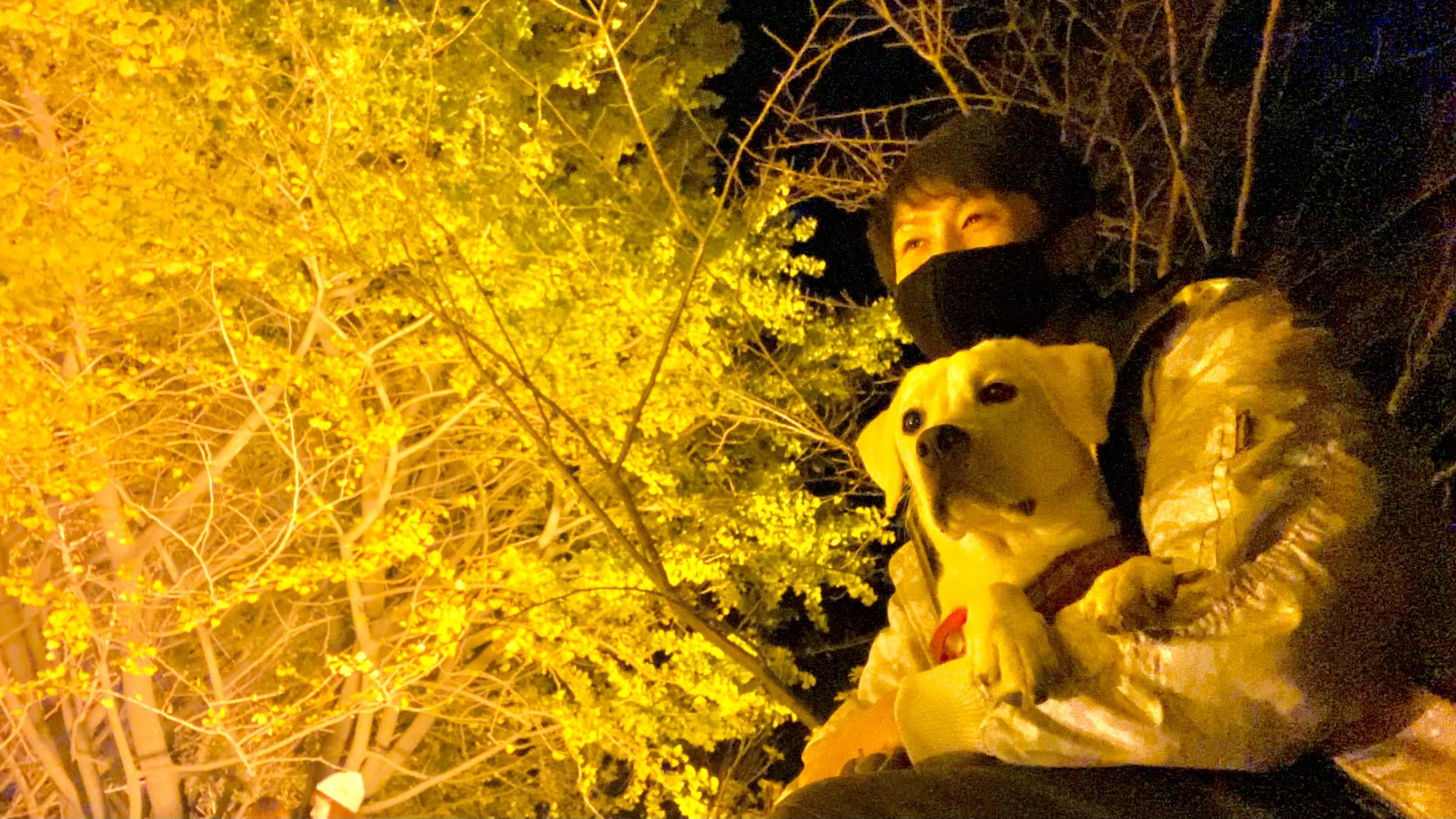 K2 ケーツー 愛犬と紅葉ライトアップ ラブラドールレトリバー 生後8ヶ月