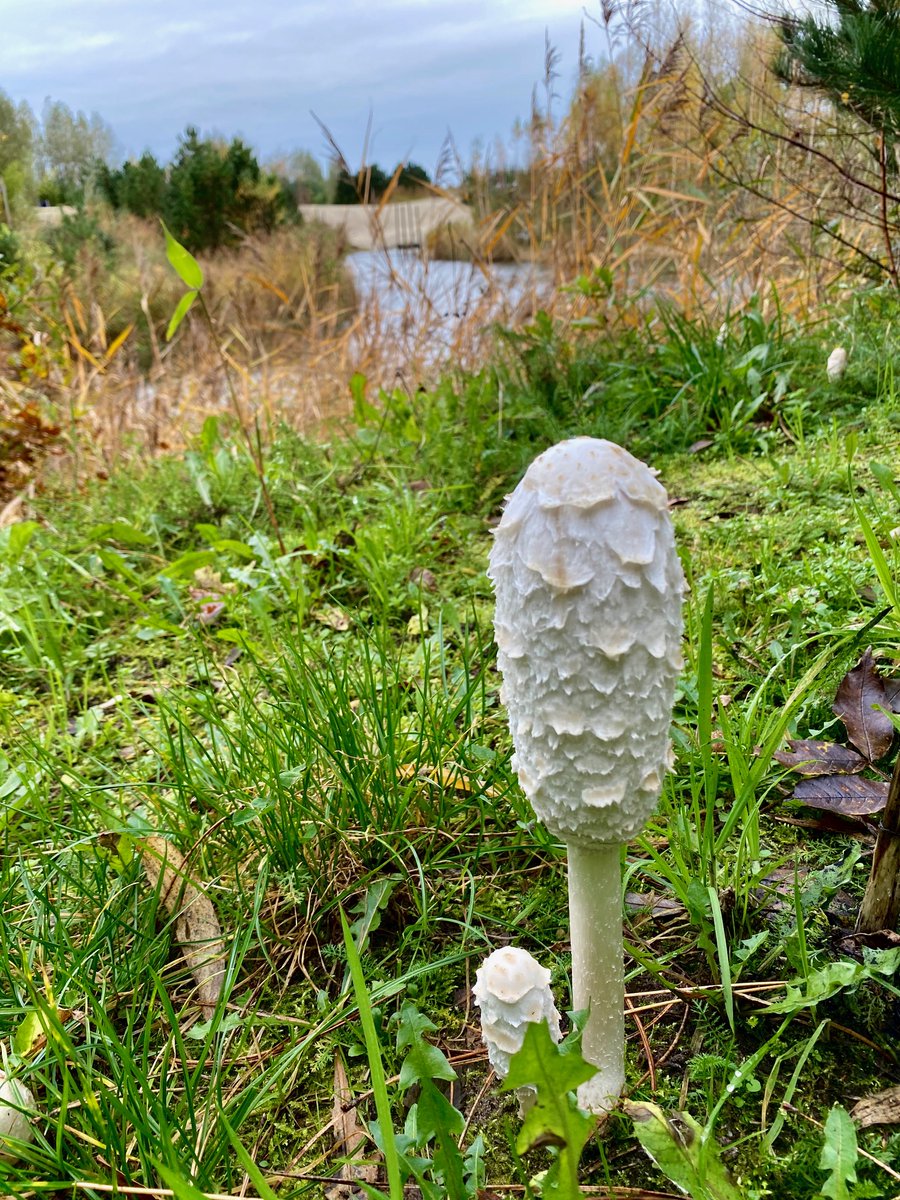 Netl de Wildste Tuin tweet media