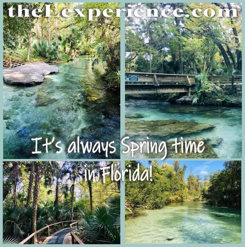 Since we moved to Florida we’ve begun a love affair with the natural Springs, they are so stunning & make the perfect escape from the hustle of everyday life!
theLexperience.com
#traveltuesday #realflorida #naturalflorida #everythingflorida #realflorida #loveflorida #travel