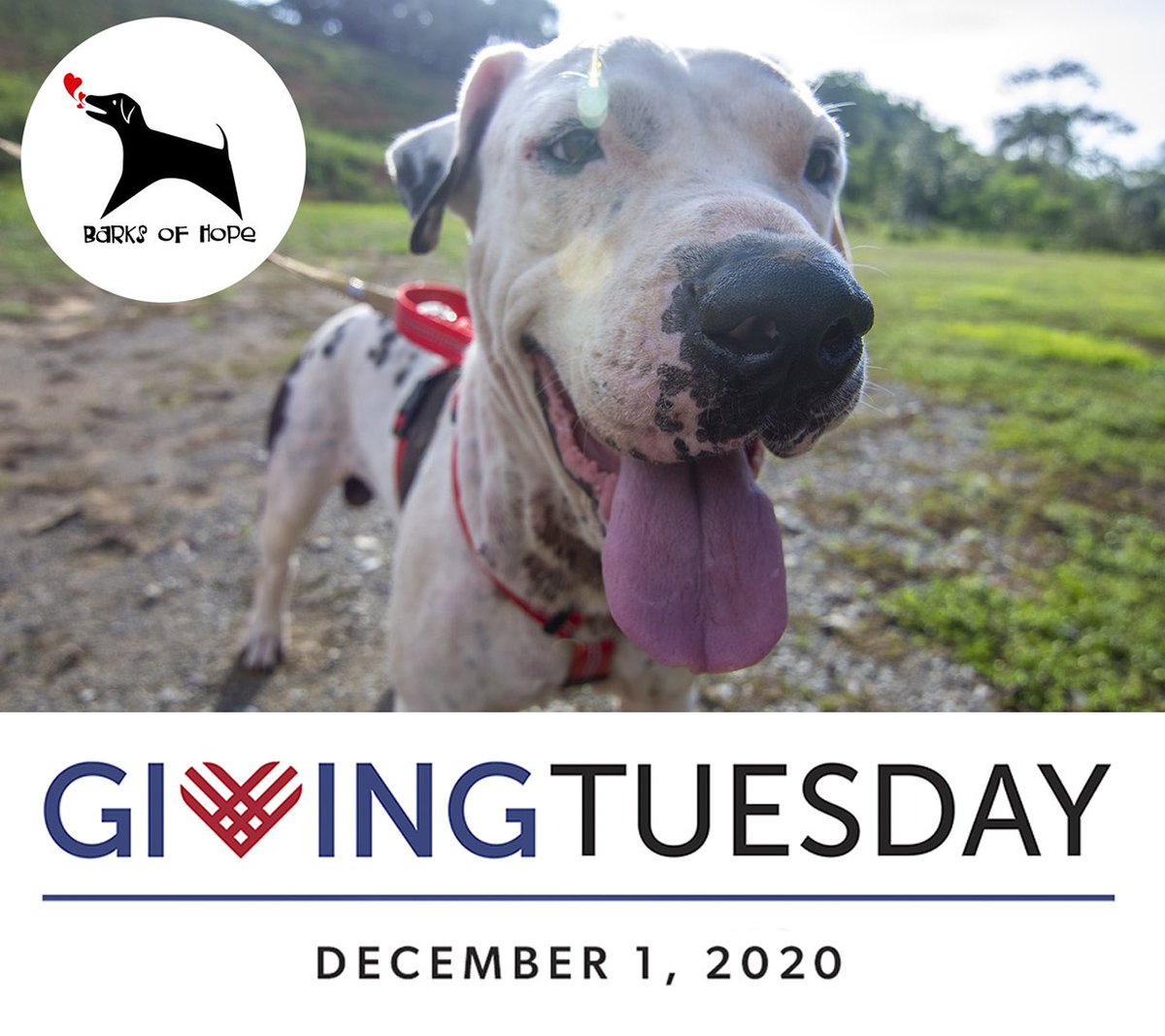 BarksofHope's tweet image. Today is #GivingTuesday! And with your help, we can upgrade the kennels for our larger dogs! Help us reach our goal today. Fundraiser here: ow.ly/TNX850Cx3Kl