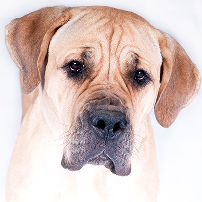 FamousFido1's tweet photo. It's #GivingTuesday! Please support the animals at the rescue who urgently need your help. Your donation helps dogs like Daisy, a beautiful Mastiff who is waiting for a home after 2 years. #dogsoftwitter #mastiffs  #animalrescue  https://t.co/UqGG3YCavn https://t.co/Oj3GVmUBjs https://t.co/mkfd0tBm6N