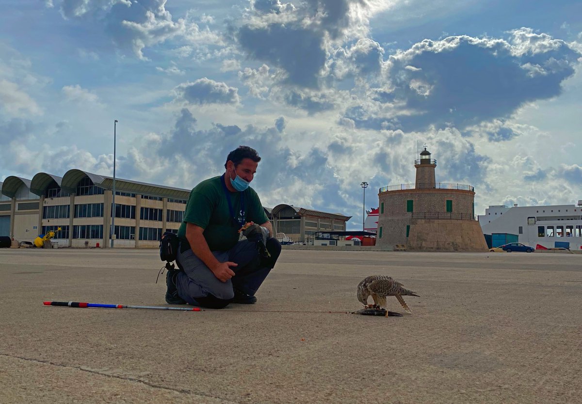 🦉🐦 Cada dia de l'any, des de l'alba fins a la posta de sol, l'equip d'especialistes de <a href="/Fundacio_NP/">Fundació Natura Parc</a> recorre el port de Palma, on es controlen els vols de les aus. Vols conèixer com s'organitza aquest servei de control d'aus silvestres?
👉  ow.ly/HDaf50BDYU2 👈