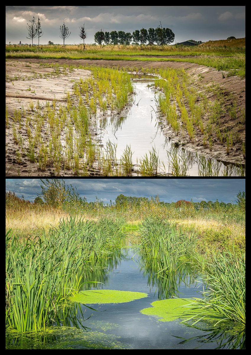 Voor @brabantsedelta heb ik van april t/m oktober de groei en ontwikkeling vastgelegd van de waterharmonica bij de rioolwaterzuivering Nieuw-Vossemeer.
De waterharmonica zorgt voor een hogere ecologische waarde van het gezuiverde rioolwater voor dat het geloosd wordt.