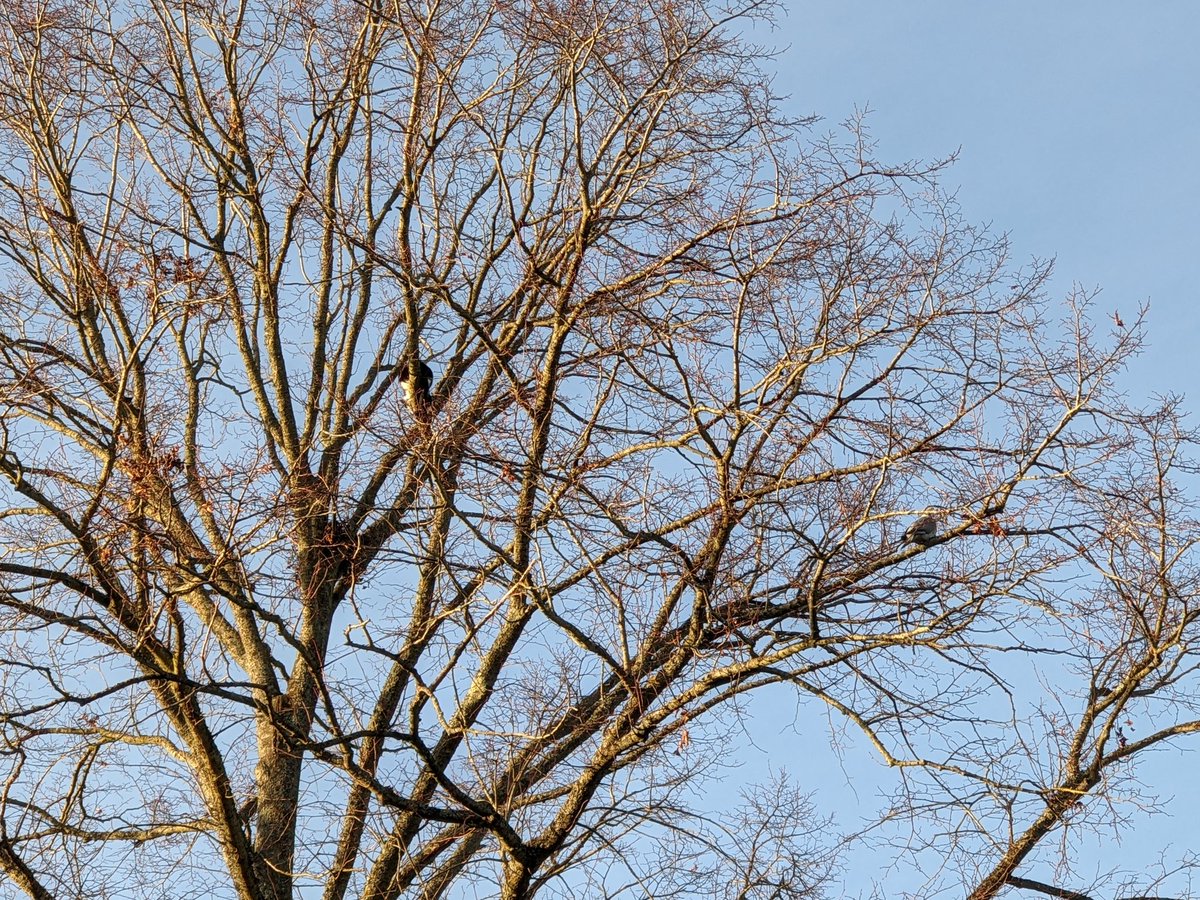POOR FELIX IS STILL IN THE TREE, WITH ONLY A PIGEON FOR COMPANY. THE SUN IS GRADUALLY SETTING AND IT IS GETTING COLDER.