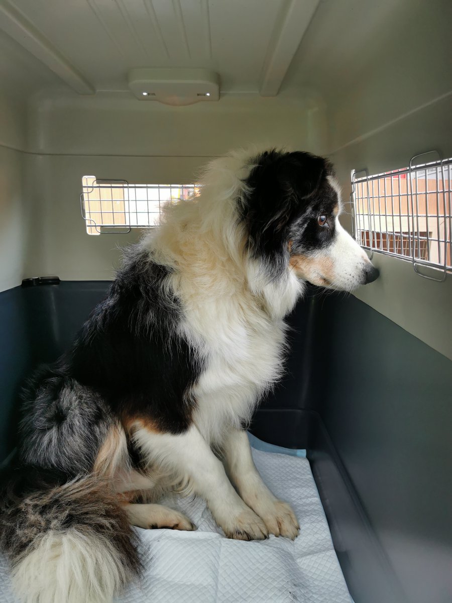 PetsonBoardIRL's tweet photo. Oscar &amp; Monty flew out to Melbourne, Australia to their long awaiting family. Once they have completed their 10 days quarantine, they will be free to run free in the gorgeous Australian countryside #QatarAirways #Australia #Bordercollies #internationalpettransport #petsonboardirl https://t.co/7MkvrboDx0