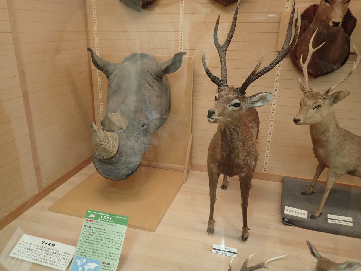 博物月報 On Twitter 今日はまだ11月 11月31日は いいサイの日 落ち着け と言いつつも サイというと ワシントン条約とか密猟とか 悲しいサイ が多いんだよね 写真はきしわだ自然資料館 大阪府岸和田市 の剥製展示 寄贈された剥製を 自然保護や