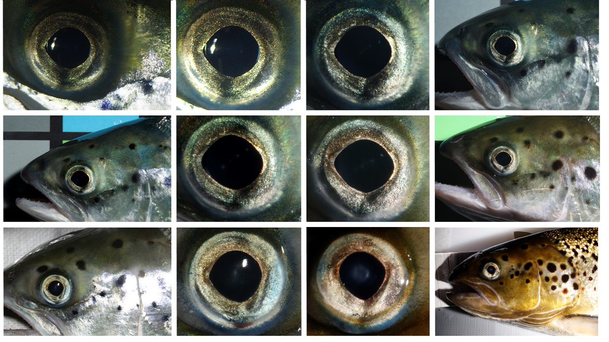 IchsAndHerps's tweet photo. Individual Recognition of Atlantic Salmon Using Iris Biometry
Anders Foldvik, Frank Jakobsen &amp; Eva Marita Ulvan
@AndersFoldvik
https://t.co/7f0uSaq6Be
Until 20 Jan, follow https://t.co/AqAxH7Ftl0 to freely available PDF https://t.co/hZS4YEmdd3