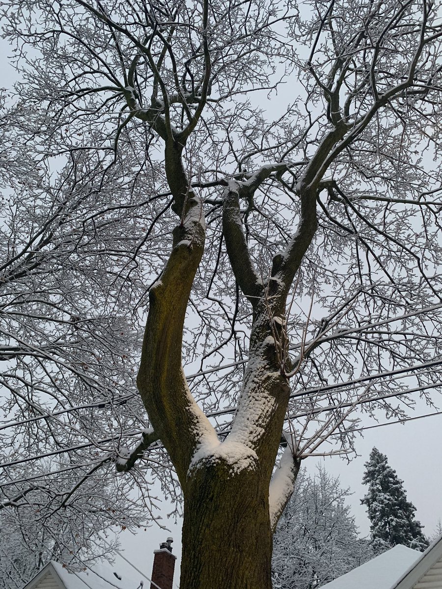 tamaralotfi88's tweet photo. 7am in Hamilton today
#firstsnow2020
#standing_tall https://t.co/5UkntKSzng