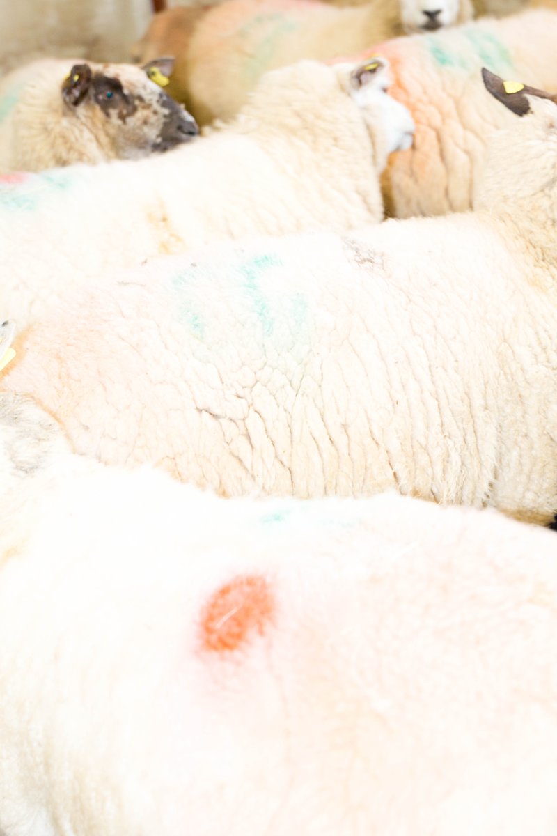 mwarthandling's tweet image. Our artist of the week today is Becks Butler! @_waysofseeing

Her new work ‘Loopies Field’ was recently supported by Culture Ireland initiative #IrelandPerforms (2020) and was nominated as Futures Irish Talent as part of the Futures European contemporary photography platform.