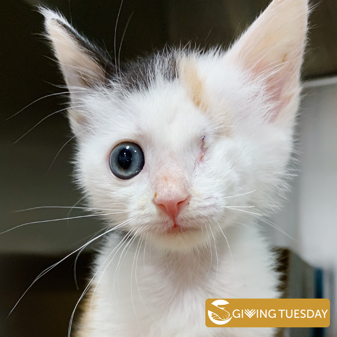 Little Oliva had a botfly growing behind her eye. We were able to get her the surgery she so desperately needed. All Donations will go TWICE as far today. Donations are being doubled NOW!
secure.qgiv.com/event/donation… #givingtuesday