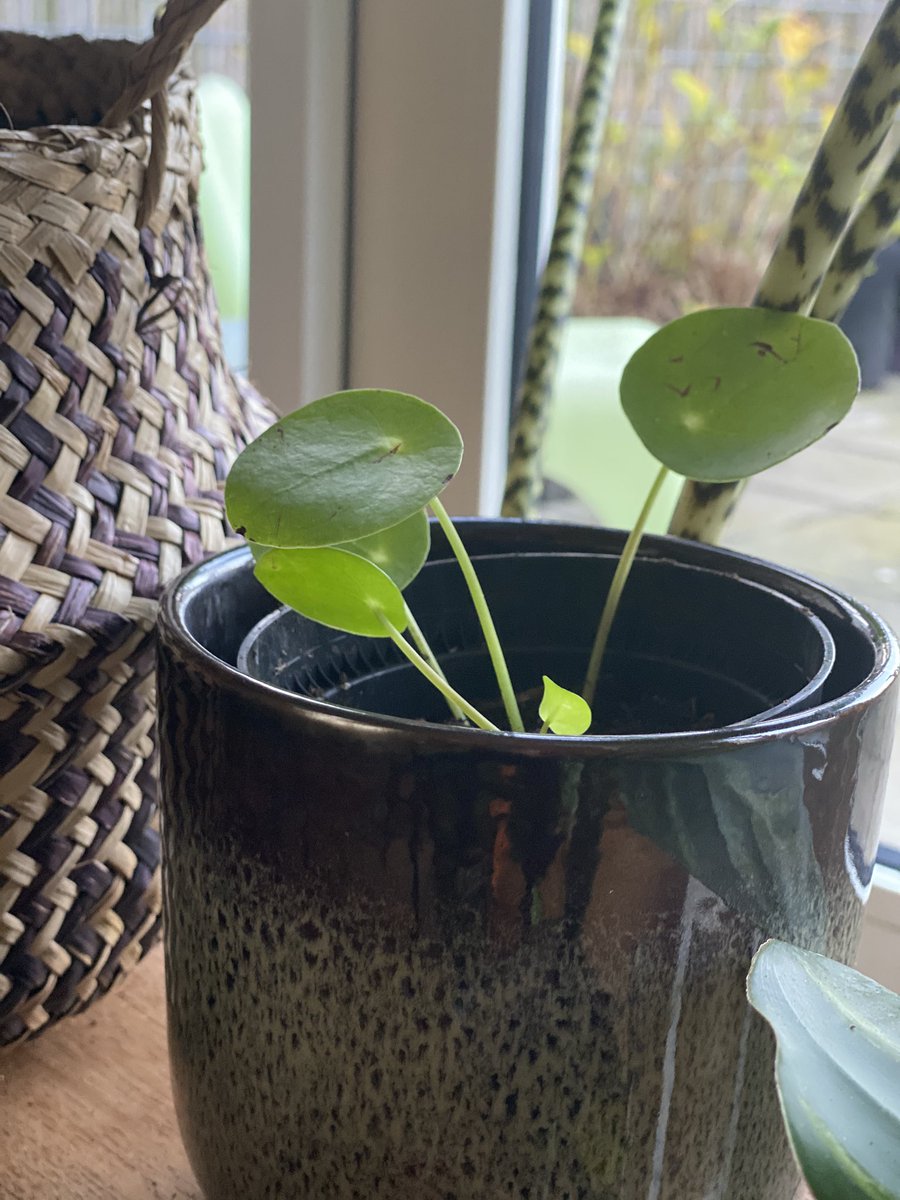 monicabaeza's tweet photo. #MartesDeBrotes mi vecina me regaló un esqueje de su Pilea y ya tiene su primer brote ❤️❤️ @wonder_m_r https://t.co/ohAsODqWbk