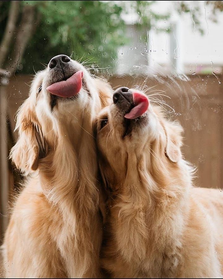 arthur pendragon as dogs: a very important thread