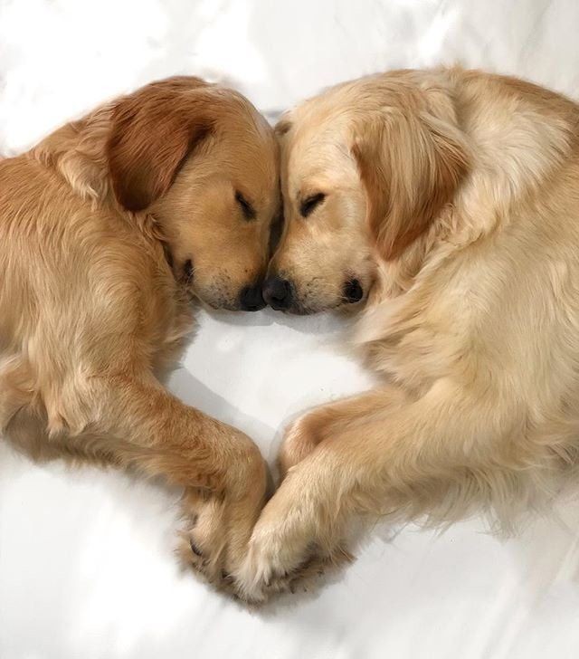 ( @arwenlovebot for creds)