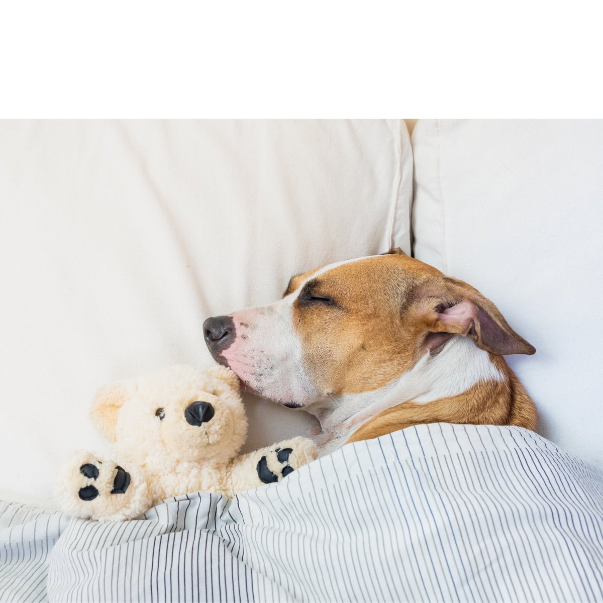 AfloatSleep's tweet image. Mentally, we’re here. Who else loves a good afternoon nap?

#waterbed #nap #afloatsleep
afloatsleep.com