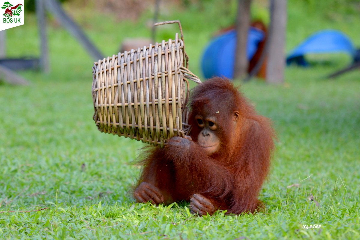 BorneoOSUK's tweet photo. Fresh fruit for our #orangutans is costly to provide.
Would you kindly consider a gift to keep the baskets full on this Giving Tuesday?
All donations make a difference &amp; are v gratefully received, TY! 🦧
To give 👉 https://t.co/5iDpfMCKqL
#rescue #release #forestfreedom #notapet https://t.co/dYAWeRX77a