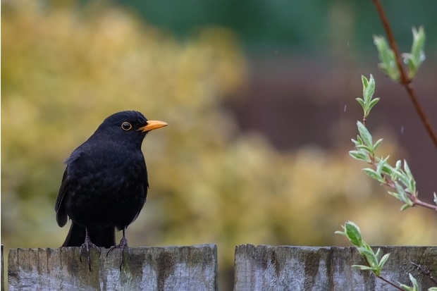 GlobalVectorHub's tweet photo. 🧐What is lurking in Britain’s hedgerows? Read more about the first detection of #Usutu #virus in wild birds in the UK by @APHAgovuk🦟🐦#animalhealth #veterinarysurveillance #wildlife #vectorbornediseases #OneHealth  https://t.co/gyj0IopQqX https://t.co/3IGrcu1P3j