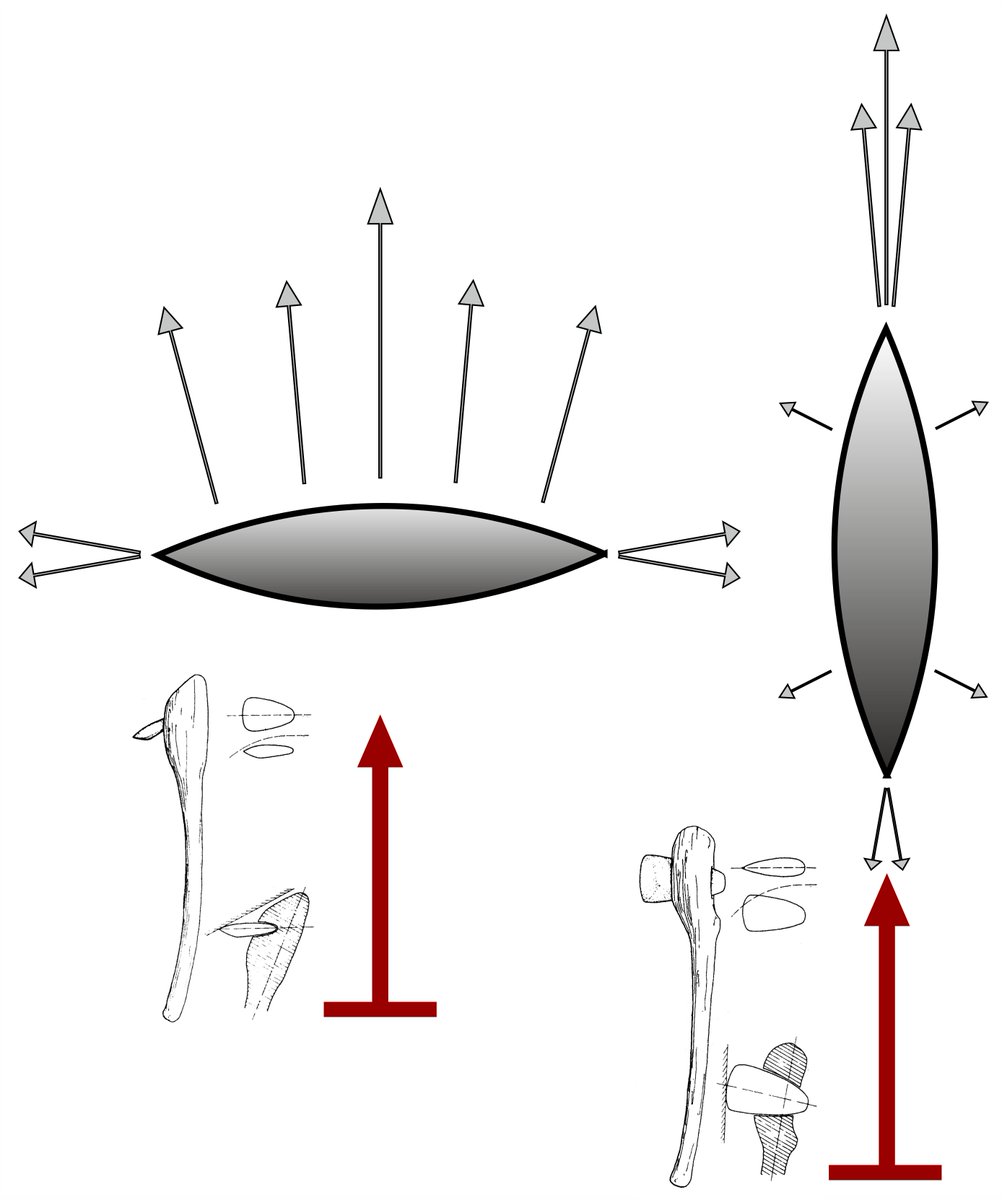The key point is the position of the object, and not so much its shape!  #BlowMind. The diffusion of the force from the point of impact is different between an object that hafted in vertical (the  #axe) and one hafted in horizontal position (the  #adze).