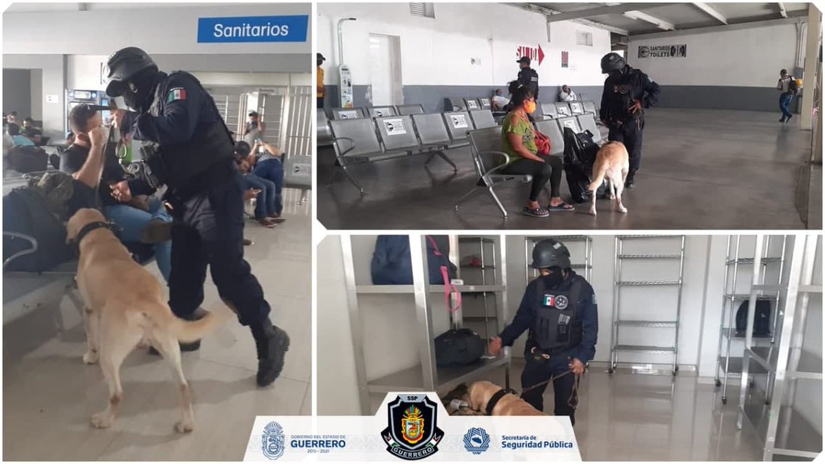 SSPGro's tweet photo. 🐕‍🦺👮Unidad Canina de la @SSPGro resguarda las inmediaciones de centrales de autobuses en #Chilpancingo para brindar seguridad #Denuncia089 #Emergencias911👮‍🚨📣 https://t.co/uCT0GrBmCG https://t.co/PMnXwl41Af