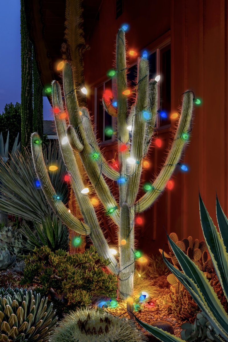Glowing with light Cactus holiday cards. Unique #christmascards created with #fineartphotography. zazzle.com/store/kelleyki… #holidaycards #cactus #cactuslights #glowinglights #zazzlemade #christmaslights #fineart #fineartchristmas