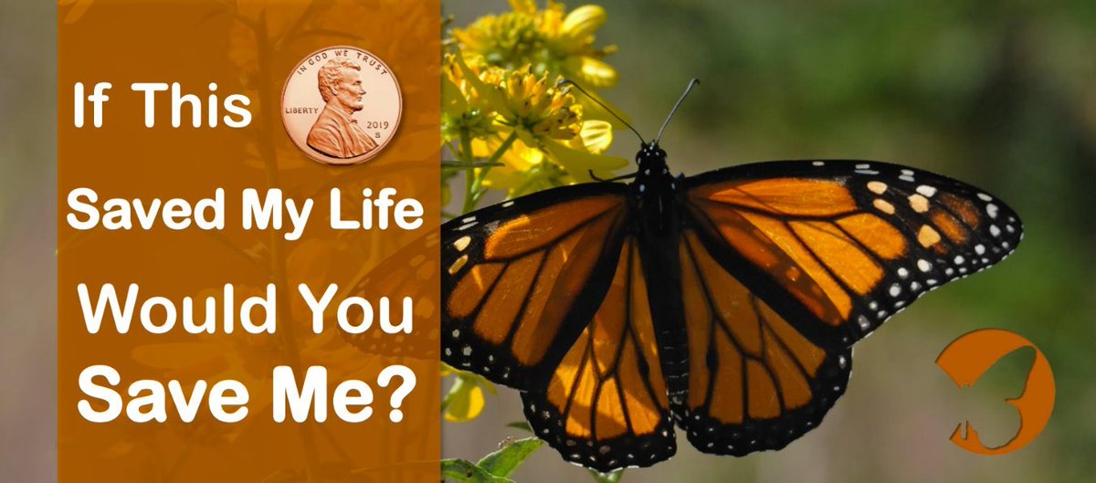 GiveToMonarchs's tweet photo. Happy #GivingTuesday ! As you know, the #MonarchButterfly is is grave danger, and possibly will be classified THIS MONTH as #endangered. Our work is more critical than ever. Pitch in right now to help save this amazing species: https://t.co/yzaCSsni7l https://t.co/CSmwP6uLGy