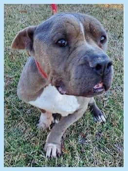 Bullluvablepaws's tweet photo. On this #GivingTuesday here is Rolo’s story:
We pulled him 9pm last night from Lancaster shelter (TX) His gums are white and tacky, high fever, body chills, underweight and suffering. 
Initial ER bill is $4-6k, he is a fighter though.  https://t.co/WcjR0QmO4e
#dogsoftwitter https://t.co/XtQAay2hkC