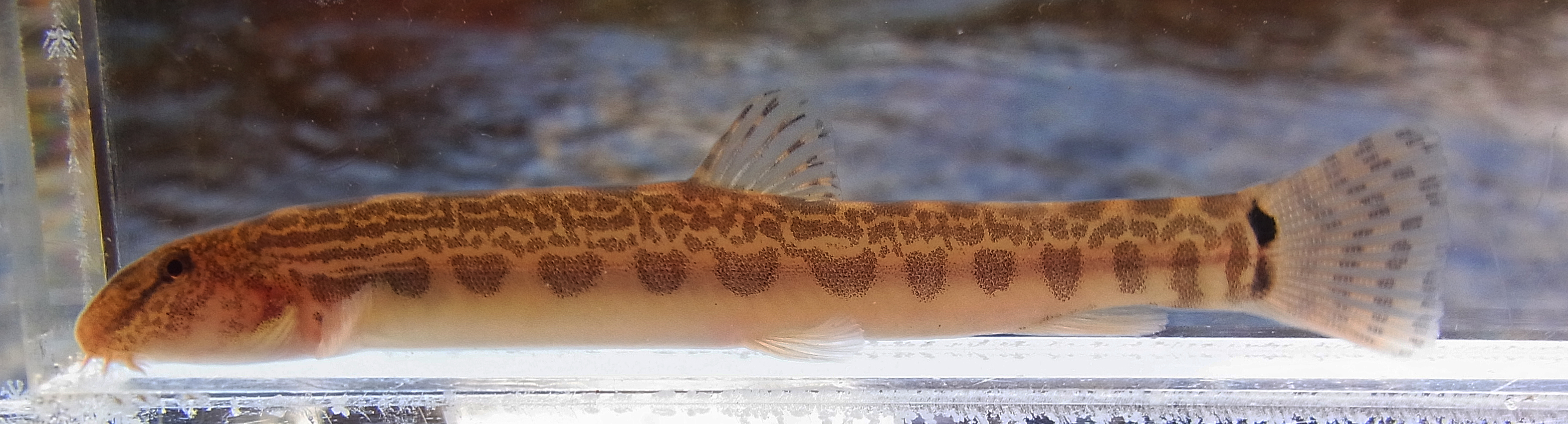 Rhodeus 島根県産オオシマドジョウ Cobitis Sp Biwae Typea 島根県東部の平野部には ニシ シマドジョウが分布し オオシマドジョウは中部以東の 山間部に多い ふんわりした砂が堆積した河床は 本種が選好する生息環境 次々と出てきた T Co