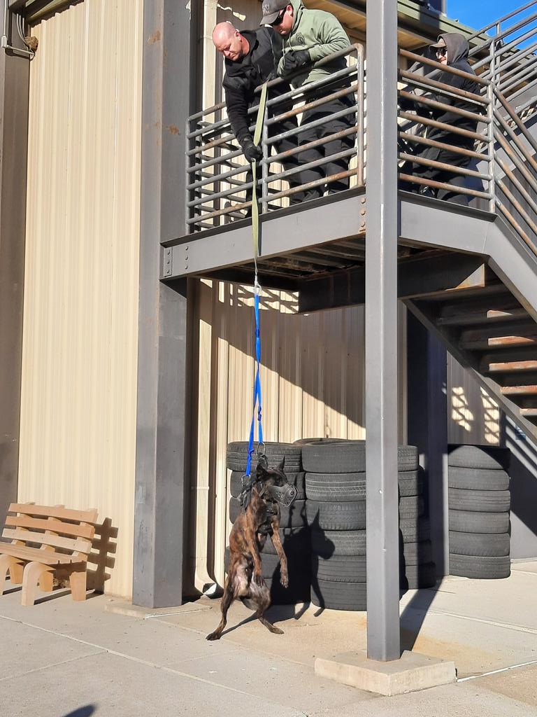 Our Police Service Dogs are an incredible law enforcement tool. Today our handlers are working on SWAT dog skills. #safenebraska #specialops #nsp