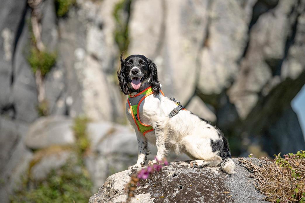 DogsSearch's tweet photo. Today we are going to introduce Holly.

Holly is a 3 year old springer spaniel.  She loves to swim with Tracy which together with mantrailing she has been doing since she was 6 months old.  

She loves to play and is a sucker for a tummy rub. https://t.co/9AW2JVaPCR