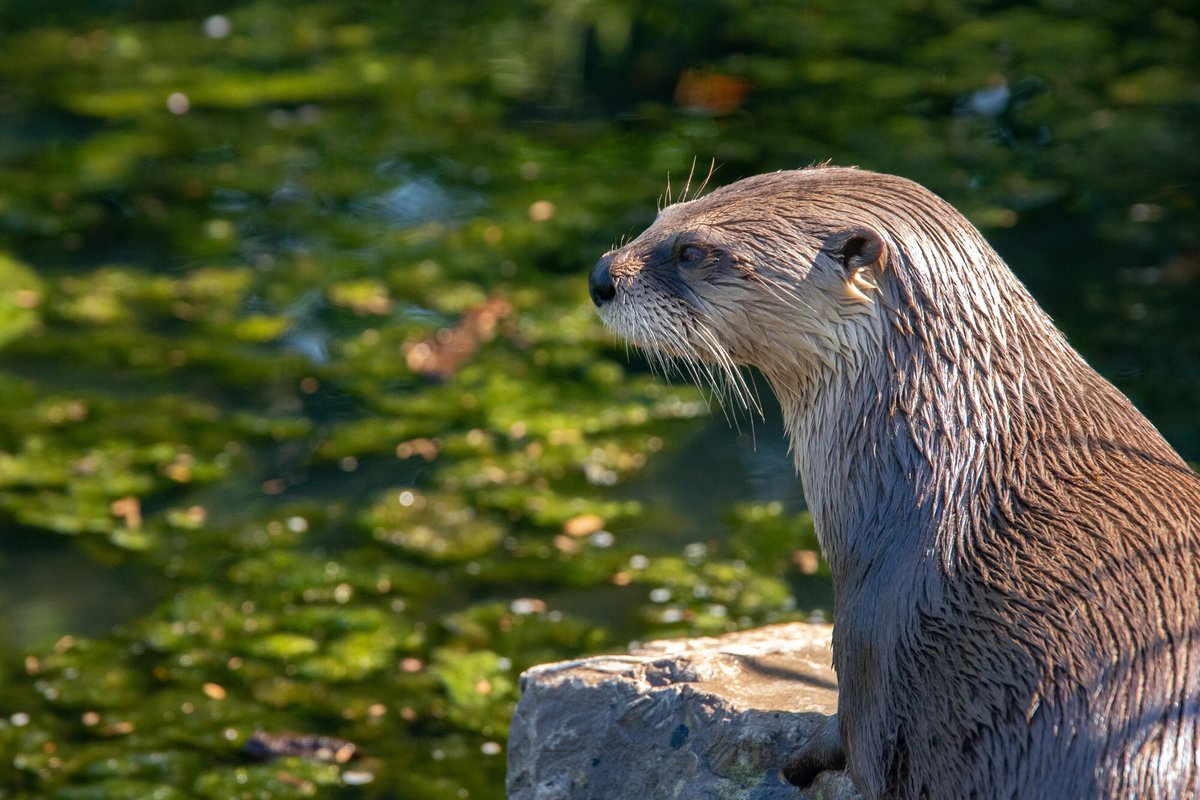 WWTSlimbridge's tweet image. Opening update: It’s a Christmas miracle! 😌

We’re delighted to say that we will be open again from Saturday 5 December and you can book online from today. We apologise for the confusing messages.