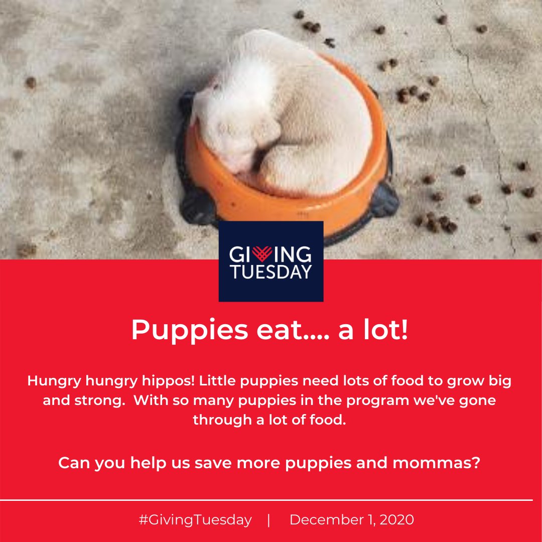 PupSquadHouston's tweet photo. Puppies gotta eat #GivingTuesday
https://t.co/SimvuWmTXS https://t.co/wDweeRxkHw